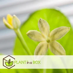 Plant In A Box - Brighamia Insignis - Set Van 2 - Exotische Kamerplant - Pot 12cm - Hoogte 30-40cm -Planten Zorg Verkoop 1200x1200 71