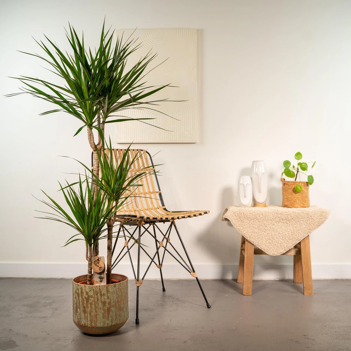 XXL Dracaena Marginata Met Pot - Drakenbloedboom - 120cm Hoog , 21Ø - Kamerplant 2 XXL Dracaena Marginata Met Pot - Drakenbloedboom - 120cm Hoog , 21Ø - Kamerplant - Afbeelding 2