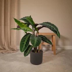 Calathea Warscewiczii 70cm -Planten Zorg Verkoop 1200x1200 81