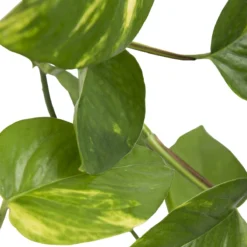 WL Plants - Epipremnum Aureum - Drankenklimop - Hangplant - Hangplanten Voor Binnen - Kamerplanten - Ook Geschikt Als Klimplant - Gemakkelijk Te Verzorgen - ± 30cm Hoog - 17cm Diameter - In Kweekpot 7 WL Plants - Epipremnum Aureum - Drankenklimop - Hangplant - Hangplanten Voor Binnen - Kamerplanten - Ook Geschikt Als Klimplant - Gemakkelijk Te Verzorgen - ± 30cm Hoog - 17cm Diameter - In Kweekpot -Planten Zorg Verkoop 1200x1200 83