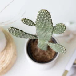 Knuffelcactus | Planten | Bloompost -Planten Zorg Verkoop 1200x1200 87