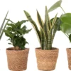 WL Plants - Set Van 4 - Kamerplanten - 1x Aloë Vera, 1x Coffea Arabica, 1x Monstera Deliciosa, 1x Sansevieria Laurentii - 12cm Diameter - Van Professionele Kweek - Groene Planten - Binnen Planten - In Bruine Mand Gemaakt Van Riet - ± 35cm Hoog