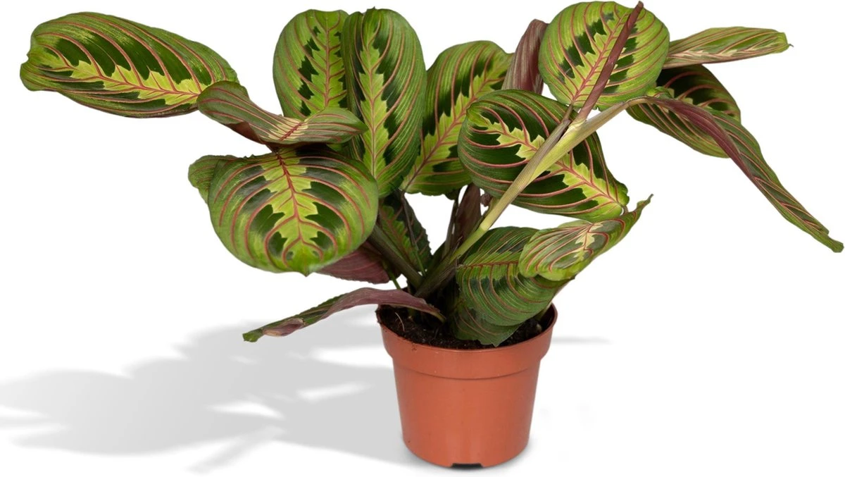 Maranta Fascinator - Pijlwortel - 20cm 1 Maranta Fascinator - Pijlwortel - 20cm