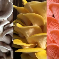 ToshiFarm Broed Voor Grijze Gele En Roze Oesterzwammen - Triple Pack - 150 Gram