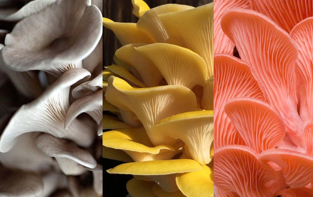 ToshiFarm Broed Voor Grijze Gele En Roze Oesterzwammen - Triple Pack - 150 Gram 1 ToshiFarm Broed Voor Grijze Gele En Roze Oesterzwammen - Triple Pack - 150 Gram