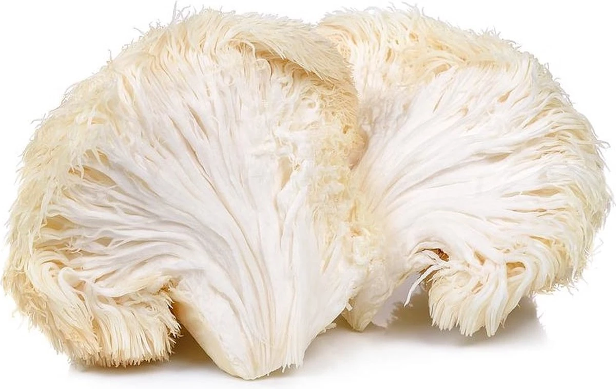 ToshiFarm Broed Voor Pruikzwam - 50 Gram - Zelf Loins Mane Kweken - Broed Voor Lions Mane Kweekset 7 ToshiFarm Broed Voor Pruikzwam - 50 Gram - Zelf Loins Mane Kweken - Broed Voor Lions Mane Kweekset - Afbeelding 7