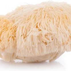 ToshiFarm Broed Voor Pruikzwam - 50 Gram - Zelf Loins Mane Kweken - Broed Voor Lions Mane Kweekset 11 ToshiFarm Broed Voor Pruikzwam - 50 Gram - Zelf Loins Mane Kweken - Broed Voor Lions Mane Kweekset -Planten Zorg Verkoop 1200x781