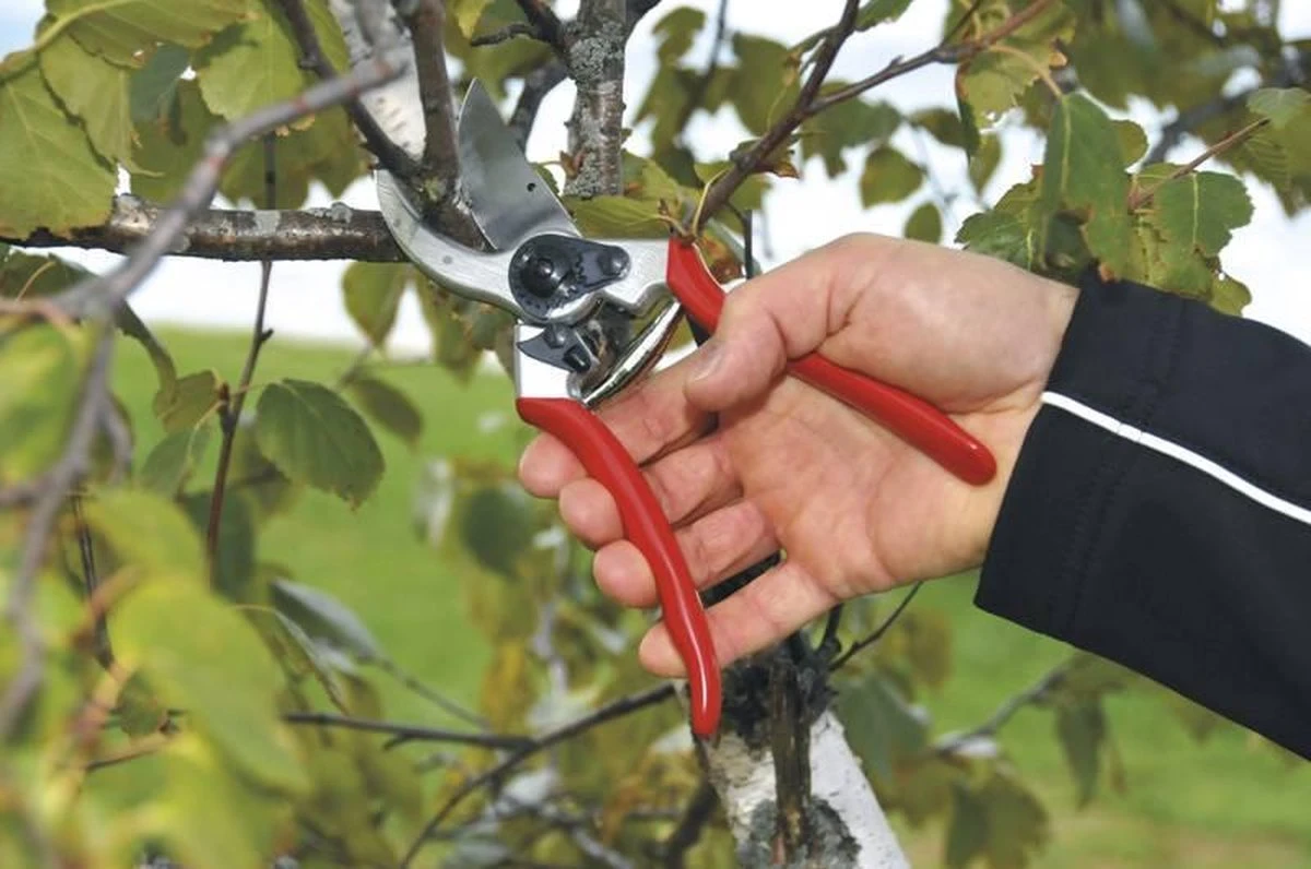 Felco 2 Snoeischaar - Rechtshandig - Max. Knipdiameter 25 Mm - Lengte 215 Mm 7 Felco 2 Snoeischaar - Rechtshandig - Max. Knipdiameter 25 Mm - Lengte 215 Mm - Afbeelding 7