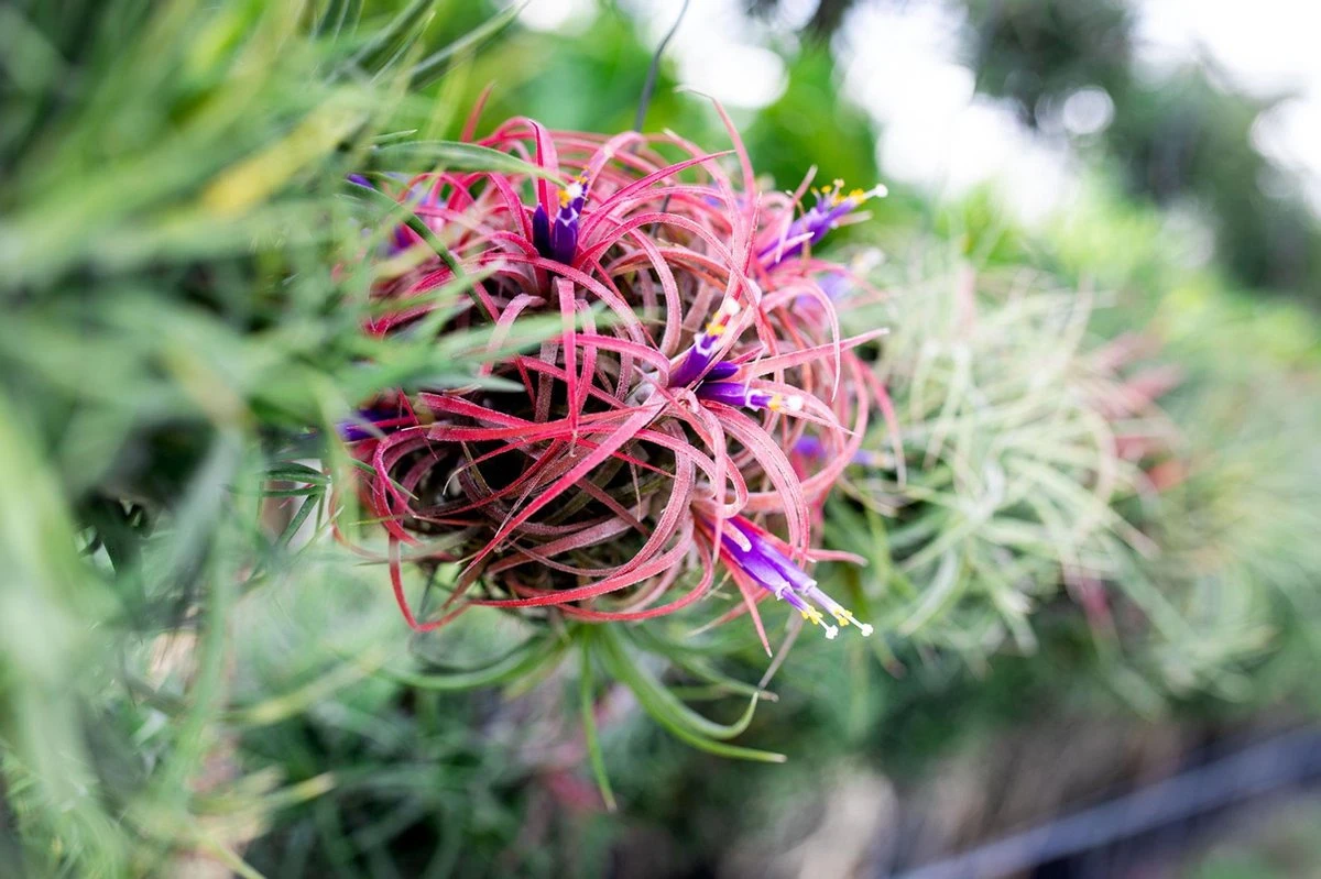 Deco Frame Met Airplant Tillandsia(S) 2 Deco Frame Met Airplant Tillandsia(S) - Afbeelding 2