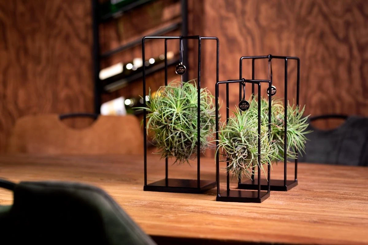 Deco Frame Met Airplant Tillandsia(S) 3 Deco Frame Met Airplant Tillandsia(S) - Afbeelding 3