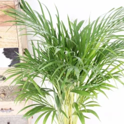 Areca Palm 110 Cm Hoog - 21cm Potmaat - Grote Kamerplant - Dypsis Lutescens -Planten Zorg Verkoop 1200x799 4