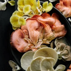 ToshiFarm Broed Voor Grijze Gele En Roze Oesterzwammen - Triple Pack - 150 Gram 9 ToshiFarm Broed Voor Grijze Gele En Roze Oesterzwammen - Triple Pack - 150 Gram -Planten Zorg Verkoop 1200x800 1