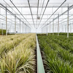 XXL Dracaena Marginata, Drakenbloedboom - 120cm Hoog, ø21cm Potmaat - Grote Kamerplant ,Tropische Palm - Vers Van De Kwekerij, Luchtzuiverend, Makkelijke Verzorging -Planten Zorg Verkoop 1200x800 7
