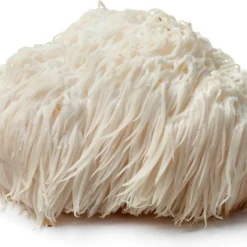 ToshiFarm Broed Voor Pruikzwam - 50 Gram - Zelf Loins Mane Kweken - Broed Voor Lions Mane Kweekset 10 ToshiFarm Broed Voor Pruikzwam - 50 Gram - Zelf Loins Mane Kweken - Broed Voor Lions Mane Kweekset -Planten Zorg Verkoop 1200x811