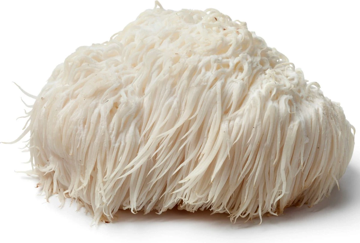 ToshiFarm Broed Voor Pruikzwam - 50 Gram - Zelf Loins Mane Kweken - Broed Voor Lions Mane Kweekset 3 ToshiFarm Broed Voor Pruikzwam - 50 Gram - Zelf Loins Mane Kweken - Broed Voor Lions Mane Kweekset - Afbeelding 3
