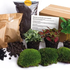 Terrarium Planten Pakket - Calathea Lancifolia - DIY Ecosysteem Planten Set - 3 Stuks - Terrarium Plant | Inclusief Planten - Substraat - Terrarium Potgrond - Bolmos - Active Kool - Handleiding - Verzorgingstips - Urbanjngl