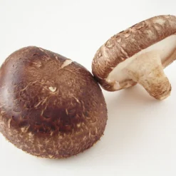 ToshiFarm Broed Voor Shiitake - 50 Gram - Zelf Shiitake Kweken - Broed Voor Shiitake Kweekset - Paddenstoel Sporen 14 ToshiFarm Broed Voor Shiitake - 50 Gram - Zelf Shiitake Kweken - Broed Voor Shiitake Kweekset - Paddenstoel Sporen -Planten Zorg Verkoop 1200x900 1