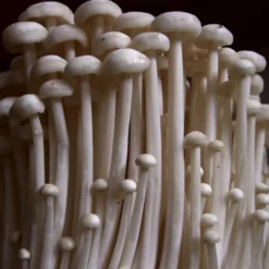 ToshiFarm Broed Voor Enoki - 50 Gram - Zelf Enoki Kweken - Broed Voor Fluweelpootje - Paddenstoel Sporen - Eco Cadeau 12 ToshiFarm Broed Voor Enoki - 50 Gram - Zelf Enoki Kweken - Broed Voor Fluweelpootje - Paddenstoel Sporen - Eco Cadeau -Planten Zorg Verkoop 1200x900