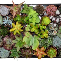 Planten Zorg Verkoop 5 ZynesFlora - Mini Succulenten Mix - 30 Stuks - Ø 5,5 Cm - Hoogte: 5-10 Cm - Vetplanten - Kamerplant