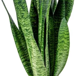 Sansevieria XL 'Zeylanica' Per Stuk | Vrouwentong - Kamerplant In Kwekerspot ⌀17 Cm - ↕65 Cm