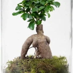 Ecosysteem Plant Met Lamp -Ecoworld Weck Glas Met Lamp + 1 Mini Bonsai Ficus Ginseng - Ø10,5 Cm - Hoogte 21 Cm
