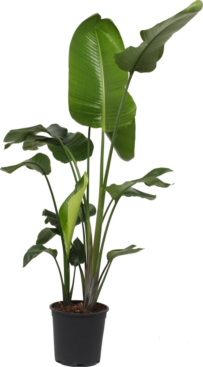 Strelitzia Nicolai - 180cm 10 Strelitzia Nicolai - 180cm - Afbeelding 10