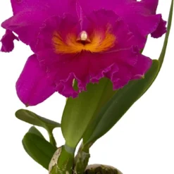Cattleya Rlc. Pink Empress - Orchidee