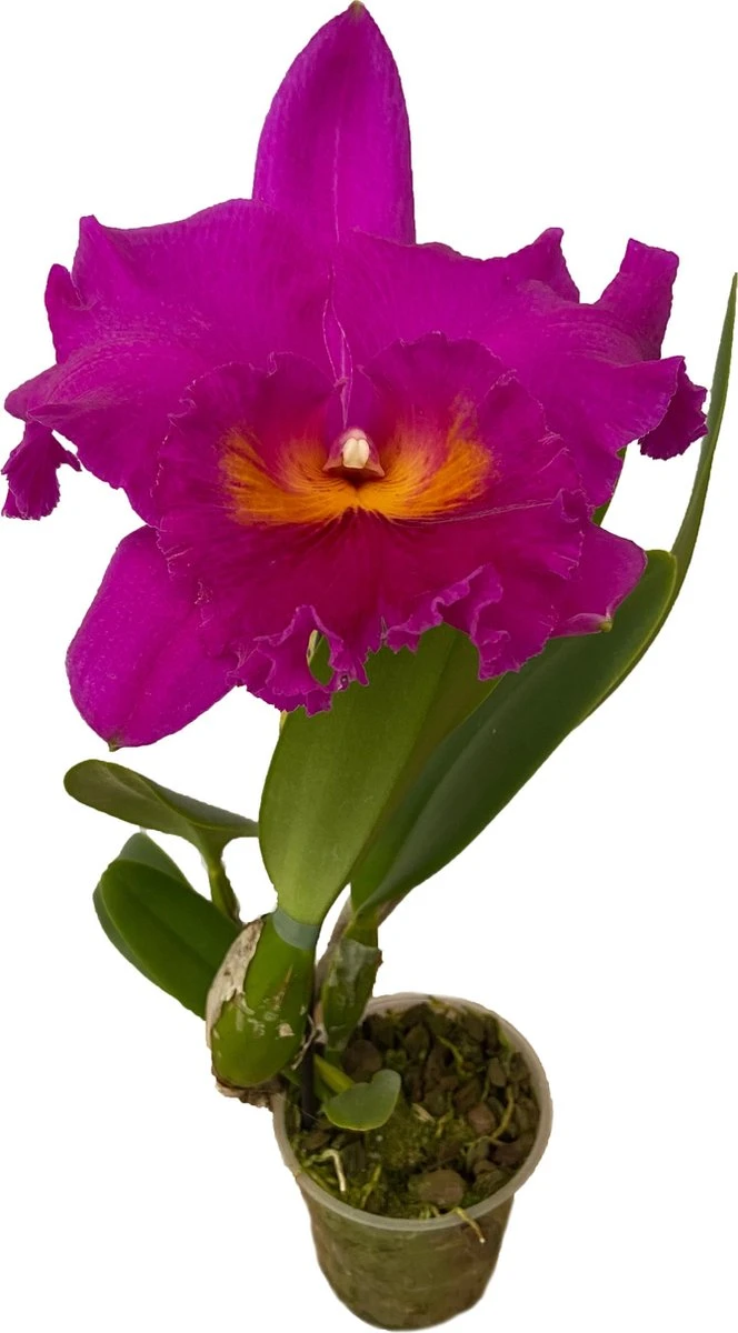 Cattleya Rlc. Pink Empress - Orchidee 1 Cattleya Rlc. Pink Empress - Orchidee