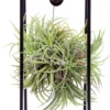 Deco Frame Met Airplant Tillandsia(S)