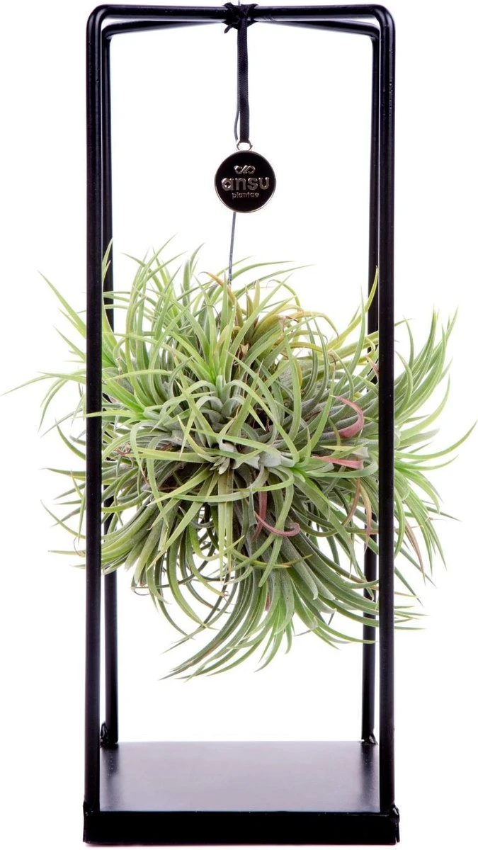 Deco Frame Met Airplant Tillandsia(S) 1 Deco Frame Met Airplant Tillandsia(S)