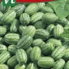 Cucameloen Mexicaanse Komkommer - Talrijke Vruchtjes, Zo Groot Als Een Druif