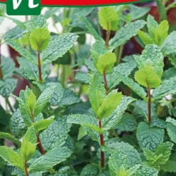 Groene Munt Mentha Spicata - Frisse Muntsmaak.