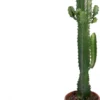 Euphorbia Acrurensis - Cactus - 50cm