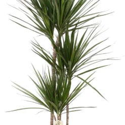 XXL Dracaena Marginata, Drakenbloedboom - 120cm Hoog, ø21cm Potmaat - Grote Kamerplant ,Tropische Palm - Vers Van De Kwekerij, Luchtzuiverend, Makkelijke Verzorging
