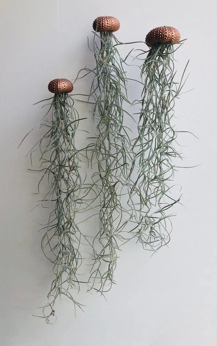 Set Van 3 Jelly-Fish Met Koperkleurige Zee-egels En Spaans Mos/cadeau/hangplant/decoratie/tuin/orgineel Kado/handgemaakt/verjaardag/moederdagcadeau/kadotip/tillandsia/geschenk/plant/kamerplant/groenkado/voor Haar/voor Hem/moeder/woonkamer/pasen/lente 1 Set Van 3 Jelly-Fish Met Koperkleurige Zee-egels En Spaans Mos/cadeau/hangplant/decoratie/tuin/orgineel Kado/handgemaakt/verjaardag/moederdagcadeau/kadotip/tillandsia/geschenk/plant/kamerplant/groenkado/voor Haar/voor Hem/moeder/woonkamer/pasen/lente