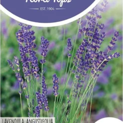 Hortitops - Echte Lavendel - Lavandula Officinalis