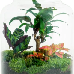 Planten Zorg Verkoop 7 Planten Terrarium DIY - Milky Palm - ↑ 30 Cm - Ecosysteem Plant - Kamerplanten - DIY Planten Terrarium - Mini Ecosysteem