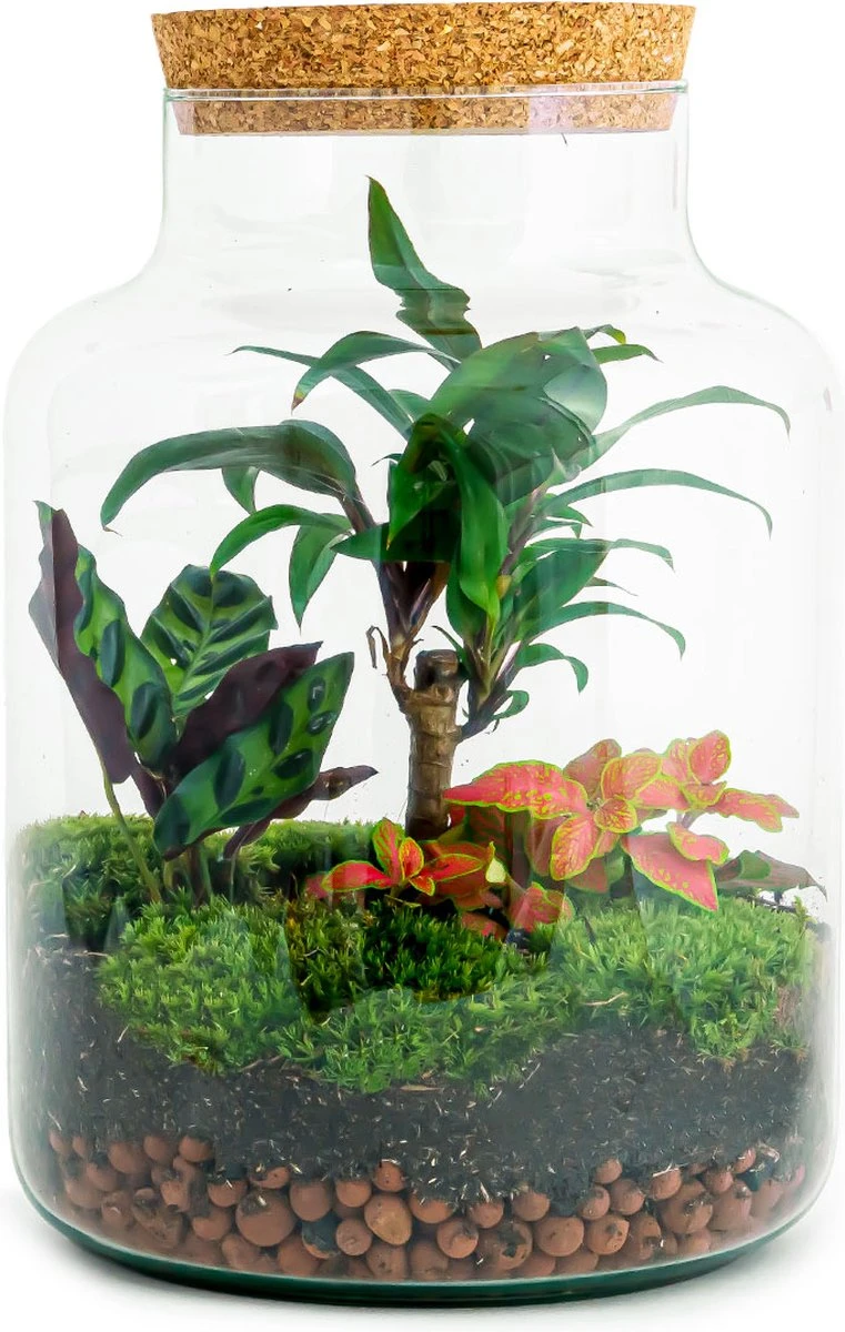 Planten Terrarium DIY - Milky Palm - ↑ 30 Cm - Ecosysteem Plant - Kamerplanten - DIY Planten Terrarium - Mini Ecosysteem 1 Planten Terrarium DIY - Milky Palm - ↑ 30 Cm - Ecosysteem Plant - Kamerplanten - DIY Planten Terrarium - Mini Ecosysteem