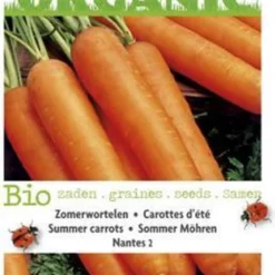Buzzy® Organic Zomerwortelen Nantes 2 (BIO) -Planten Zorg Verkoop 777x1200 5