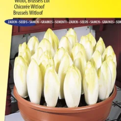 Sluis Garden - Witlof Zoom F1 > Wordt Bingo F1