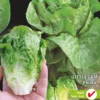 Sluis Garden - Groentezaad - Little Gem Pinilla