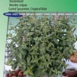 Sluis Garden - Groene Munt, Kruizemunt (Mentha Spicata Crispa)