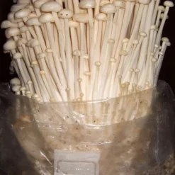 ToshiFarm Broed Voor Enoki - 50 Gram - Zelf Enoki Kweken - Broed Voor Fluweelpootje - Paddenstoel Sporen - Eco Cadeau 14 ToshiFarm Broed Voor Enoki - 50 Gram - Zelf Enoki Kweken - Broed Voor Fluweelpootje - Paddenstoel Sporen - Eco Cadeau -Planten Zorg Verkoop 790x1200