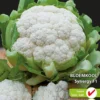 Sluis Garden - Groentezaden - Bloemkool Synergy F1