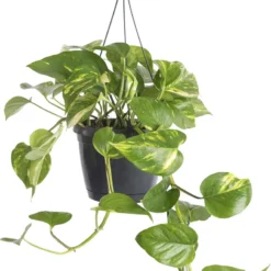 WL Plants - Epipremnum Aureum - Drankenklimop - Hangplant - Hangplanten Voor Binnen - Kamerplanten - Ook Geschikt Als Klimplant - Gemakkelijk Te Verzorgen - ± 30cm Hoog - 17cm Diameter - In Kweekpot