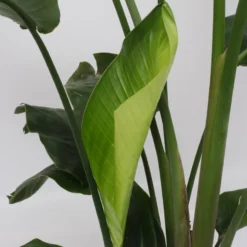 Strelitzia Nicolai - 180cm 13 Strelitzia Nicolai - 180cm -Planten Zorg Verkoop 799x1200 14