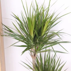 XXL Dracaena Marginata, Drakenbloedboom - 120cm Hoog, ø21cm Potmaat - Grote Kamerplant ,Tropische Palm - Vers Van De Kwekerij, Luchtzuiverend, Makkelijke Verzorging -Planten Zorg Verkoop 799x1200 16