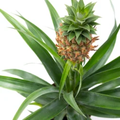 WL Plants - Ananasplant - Ananas Comosus - Kamerplanten - Bromelia - Anti Snurk - Zeer Luchtzuiverend - Gemakkelijk Te Verzorgen - ± 45cm Hoog – 12 Cm Diameter - In Kweekpot 13 WL Plants - Ananasplant - Ananas Comosus - Kamerplanten - Bromelia - Anti Snurk - Zeer Luchtzuiverend - Gemakkelijk Te Verzorgen - ± 45cm Hoog – 12 Cm Diameter - In Kweekpot -Planten Zorg Verkoop 799x1200 17