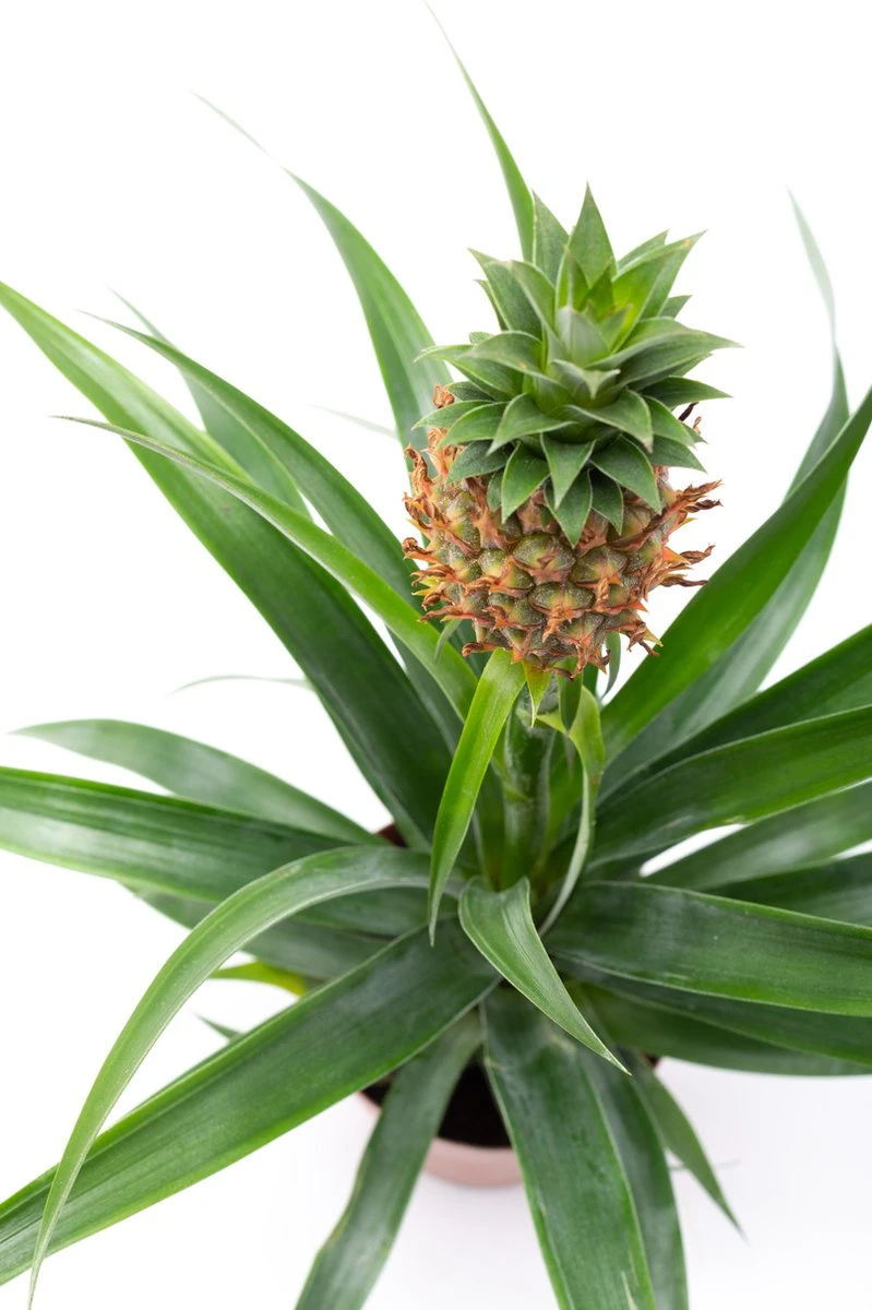 WL Plants - Ananasplant - Ananas Comosus - Kamerplanten - Bromelia - Anti Snurk - Zeer Luchtzuiverend - Gemakkelijk Te Verzorgen - ± 45cm Hoog – 12 Cm Diameter - In Kweekpot 7 WL Plants - Ananasplant - Ananas Comosus - Kamerplanten - Bromelia - Anti Snurk - Zeer Luchtzuiverend - Gemakkelijk Te Verzorgen - ± 45cm Hoog – 12 Cm Diameter - In Kweekpot - Afbeelding 7