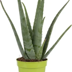 Dr. Green® Broeder Green - Met Kweekhandleiding - Aloë Vera Plant Groot 45 Cm - ø 15 Cm - Kamerplanten - Vetplant - Kamerplant Luchtzuiverend - Succulent